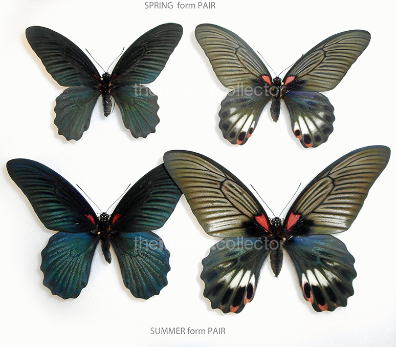 Papilio memnon