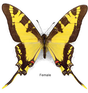 Protographium thyastes 