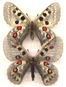 Parnassius tianschanicus