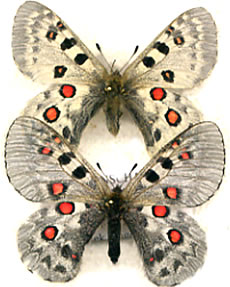 Parnassius tianschanicus