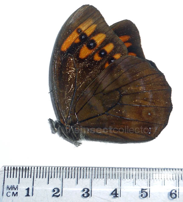 Pronophila timanthes