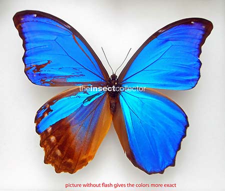 Morpho godartii