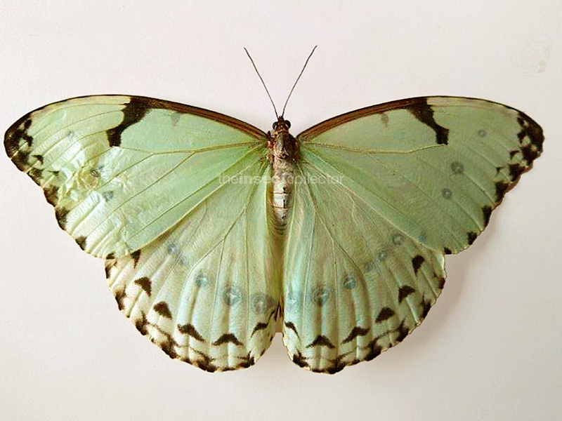 Morpho iphitus 