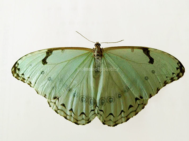 Morpho iphitus 