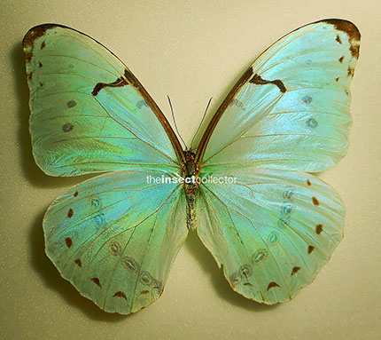 Morpho iphitus 