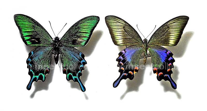 Papilio dehaanii