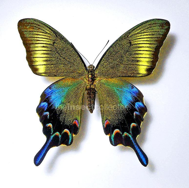 Papilio dehaanii