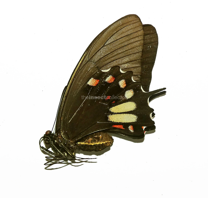 Papilio torquatus