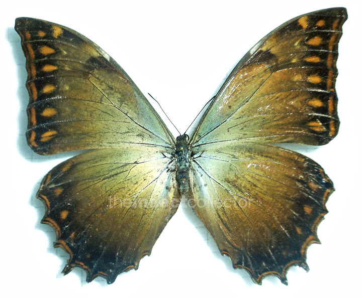 Morpho theseus 