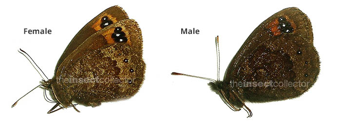 Erebia triaria