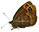 Erebia triaria