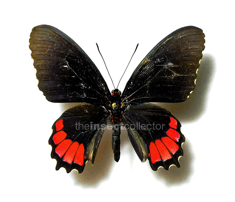 Parides erithalion 