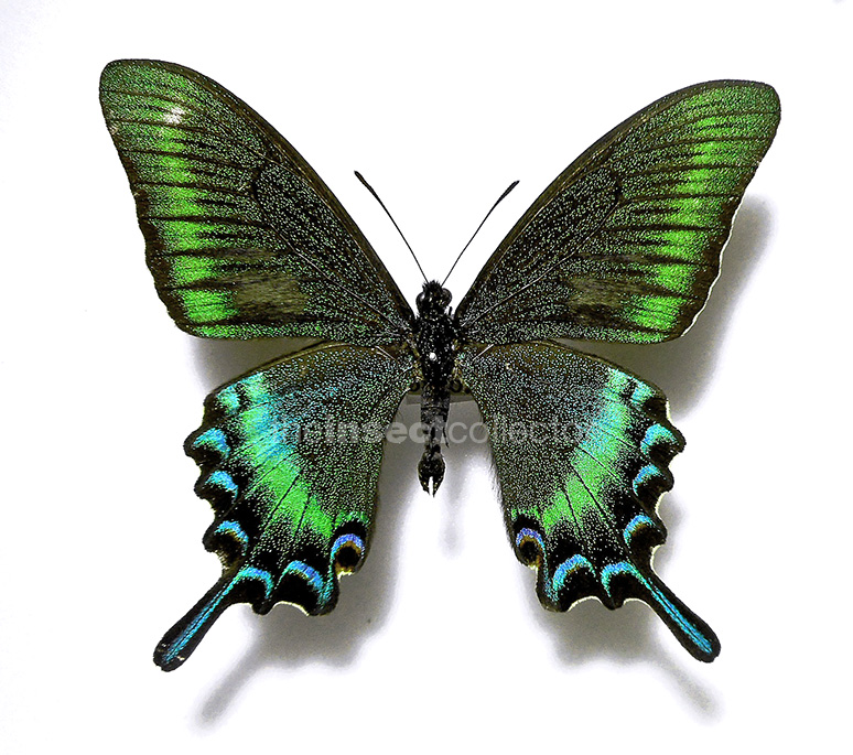 Papilio maackii