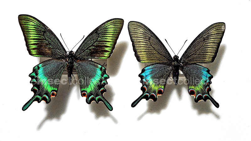 Papilio maackii