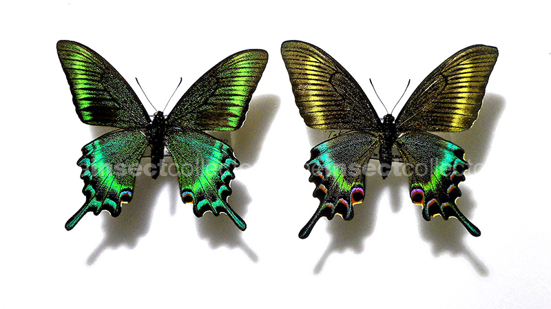 Papilio maackii