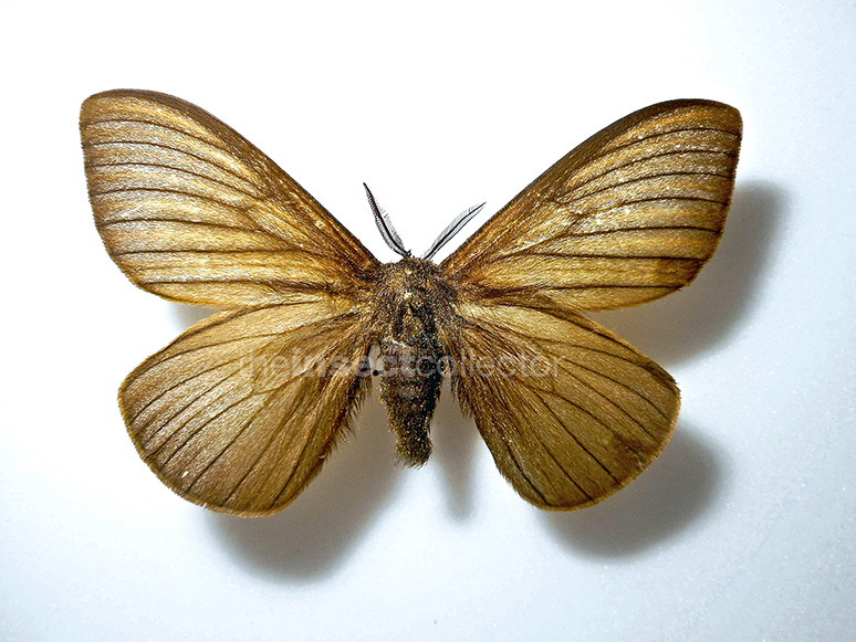 Ithomisa umbrata