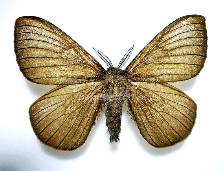 Ithomisa umbrata