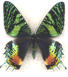 Urania (Chrysiridia) croesus 