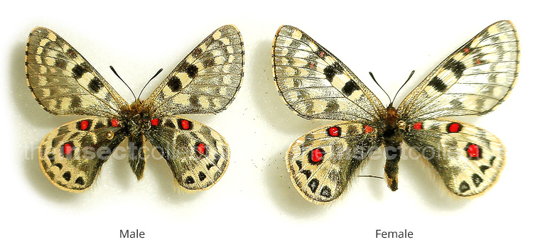 Parnassius acco