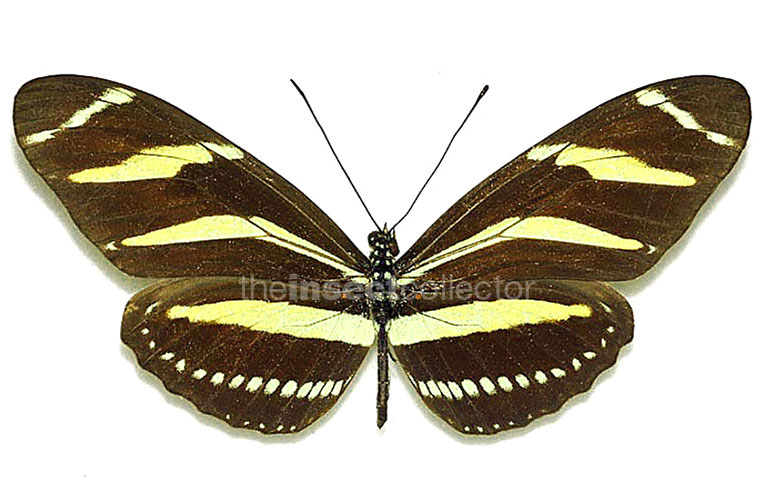 Heliconius charitonius 