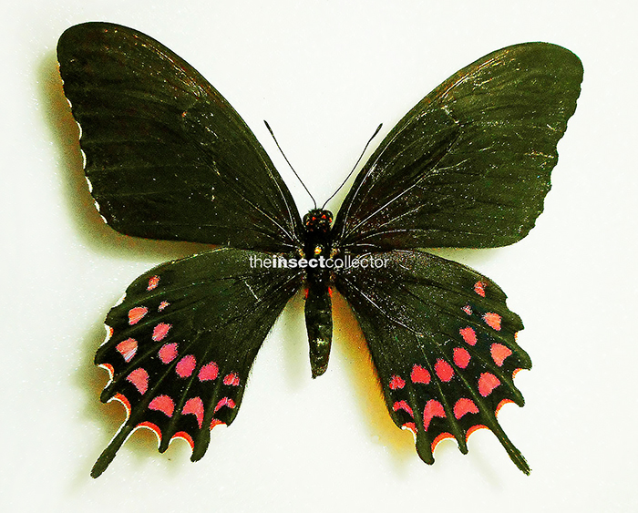 Papilio erostratus 