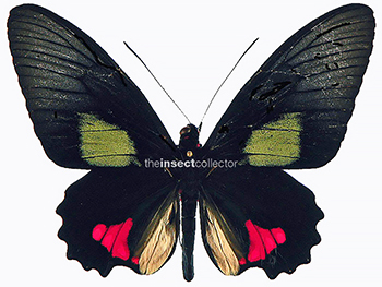 Parides vertumnus