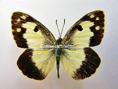 Colotis vestalis 