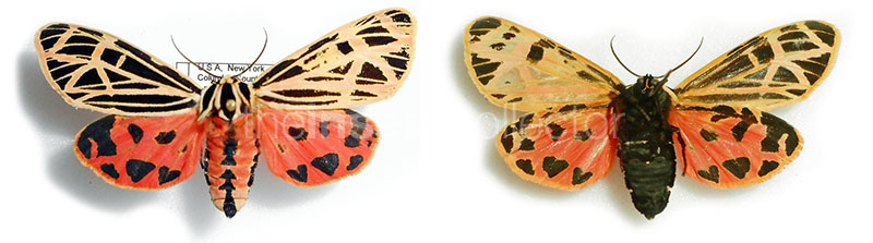 Grammia virgincula  