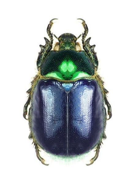 Viridimicus cyanochlorus