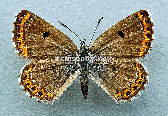 Plebejus (Maurus) vogelii 