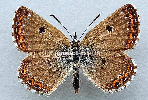 Plebejus (Maurus) vogelii 