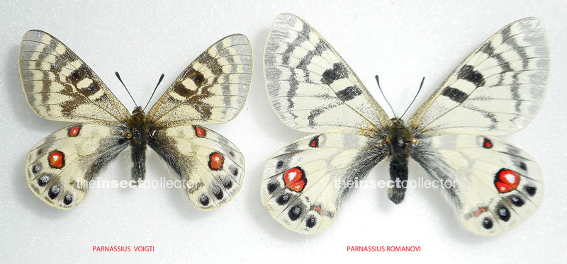 Parnassius voigti 