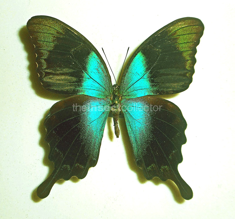 Papilio peranthus  