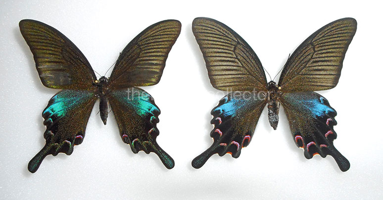 Papilio bianor 