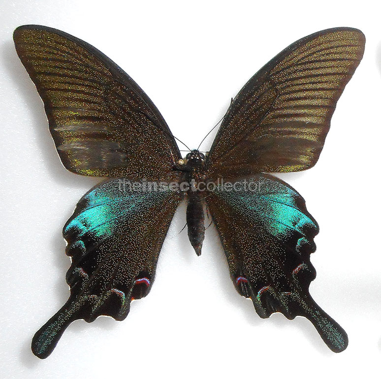 Papilio bianor 