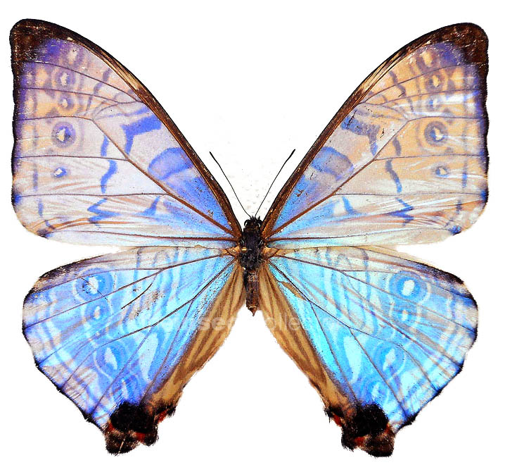 Morpho lympharis