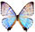 Morpho lympharis