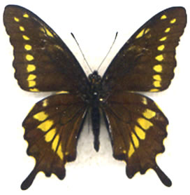 Battus zetides (yellow form)