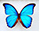 Morpho menelaus